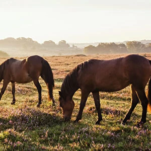England, Hampshire, New Forest, Horses Grazing