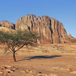 Erosion landscape with acacia in Tassili du Hoggar - Algeria, Tassili Hoggar