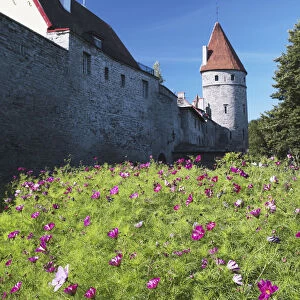 Estonia, Tallinn, Cosmos Flowers In Garden Outside Lower Town Wall