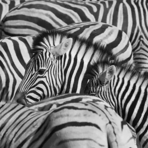 Etoscha-Nationalpark, Namibien, Afrika; Gruppe von Zebras Etoscha-Nationalpark, Namibien, Afrika; Gruppe von Zebras