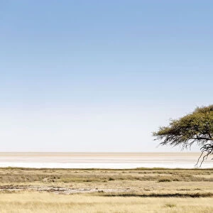 Etosha Pan, Namibia, Africa. Lonely tree