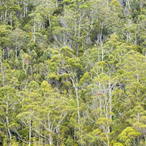 Eucalyptus Forest, Hamilton Island, Whitsunday Islands, Australia