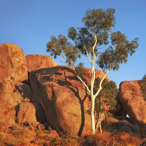 Eucalyptus tree at Devils Marbles - Australia, Northern Territory, Devils Marbles