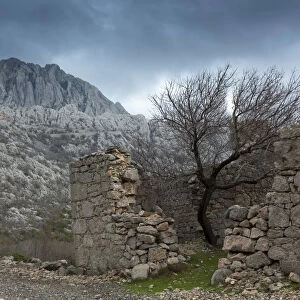 Europe, Croatia, Dalmatia, Paklenica national park, a lone tree growing in a ruined