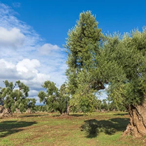 europe, Italy, Apulia. In an olive grove of the millenary olive trees near to Ostuni