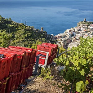Europe, Italy, Cinque Terre. View of Vernazza at grape harvesting time