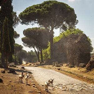 europe, Italy, Latium. Rome, walking on the ancient Via Appia antica