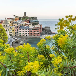 europe, Italy, Liguria. Cinque Terre, the village of Vernazza with Euphorbia in the