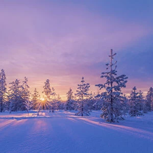 Europe, Lapland, Finland: sunset on the woods in Rovaniemi area
