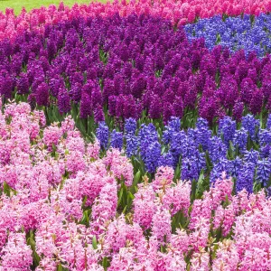 Europe, Netherlands, Lisse, Keukenhof Gardens