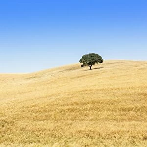 Europe, Portugal, Alentejo, a solitary cork oak tree in a wheat field in the central