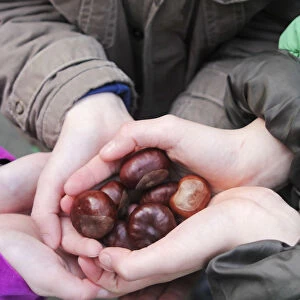 Europe, United Kingdom, England, conkers - horse chestnut seeds, childrens hands