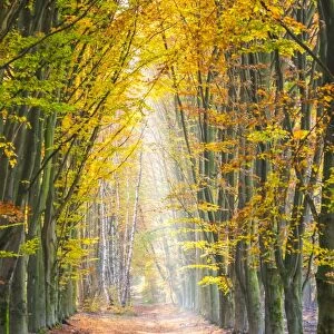 European Beech (Fagus sylvatica) forest Hoge Kempen National Park in autumn, Limburg