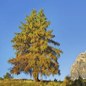 European larch in autumn colours - Italy, Veneto, Belluno, Dolomiti d Ampezzo