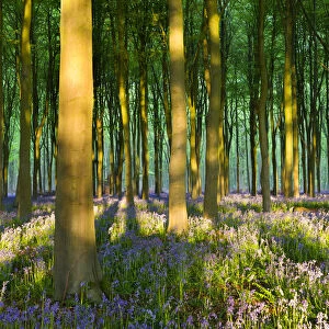 Evening sunlight in West Woods bluebell woodland, Lockeridge, Wiltshire, England. Spring