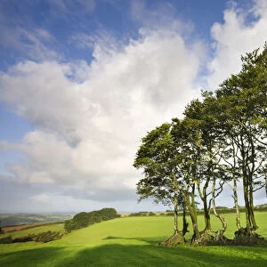Exmoor beech hedge in a field near North Radworthy, Exmoor National Park, Devon, England