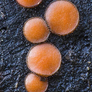 Eyelash fungus (Scutellinia scutellata) New Forest National Park, Hampshire, England, UK