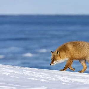 Ezo Red Fox (Vulpes vulpes schrencki) walking in snow, Hokkaido, Japan