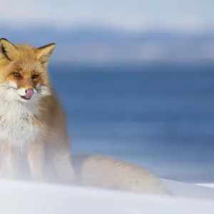 Ezo Red Fox (Vulpes vulpes schrencki) in snow, Hokkaido, Japan