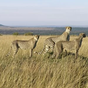 A family of three young cheetahs stand on a termite