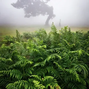 Fanal Forest during a foggy spring day, Porto Moniz, Madeira, Portugal (MR) Fanal Forest during a foggy spring day, Porto Moniz, Madeira, Portugal (MR)