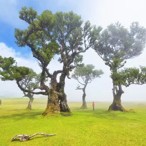 Fanal Forest during a foggy spring day, Porto Moniz, Madeira, Portugal (MR) Fanal Forest during a foggy spring day, Porto Moniz, Madeira, Portugal (MR)