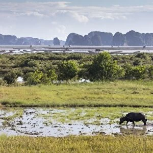 A farmer ploughs a paddy field using a water buffalo, Halong Bay, Ha Long Bay, Quang Ninh Province