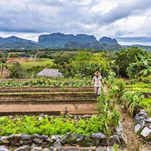 A farmer working in farm overlooking Vinales Valley, Pinar del Rio Province, Cuba