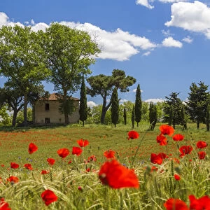 Farmhouse and field of poppies, Tuscany, Italy