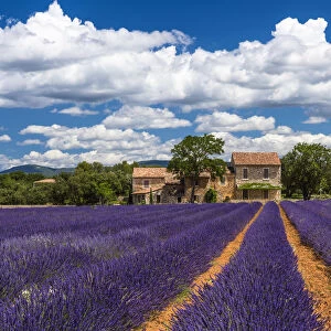 Farmhouse and lavender in Vaucluse, Provence, France