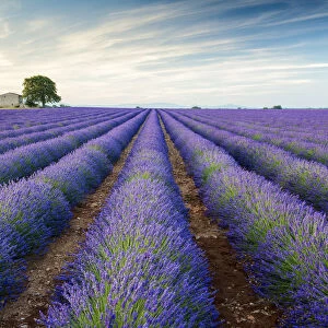 Farmhouse & Tree in Field of Lavender, Provence, France