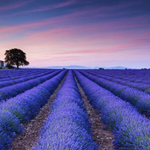 Farmhouse & Tree in Field of Lavender at Sunrise, Provence, France