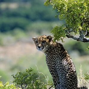 A female cheetah rests in the shade at Kwandwe Private Game Reserve