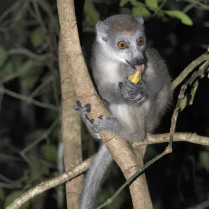 A female crowned lemur (Eulemur coronatus) in the 18