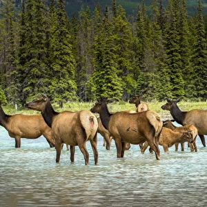 Female elk or Cervus canadensis, Jasper National Park, Alberta, Canada
