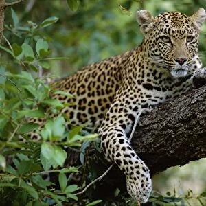 A female Leopard (Panthera pardus) rests in the shade