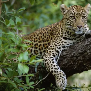 A female Leopard (Panthera pardus) rests in the shade