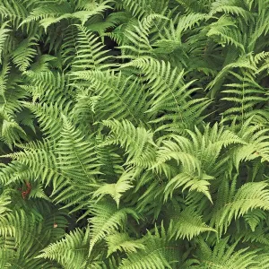 Fern - Norway, Sogn og Fjordane, Sognefjord, north of Dragsvik