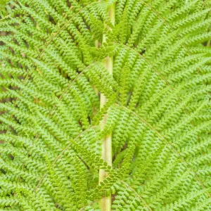 Fern Patterns, Tasmania