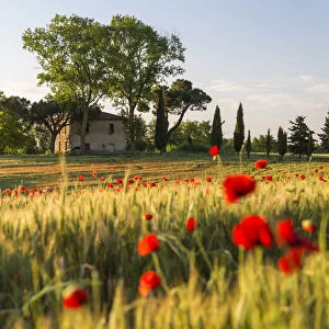 Field of poppies and old abandoned farmhouse, Tuscany, Italy