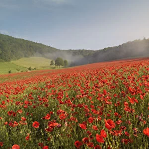 Field of Red poppy (Papaver rhoeas) in the Thuringian Rhoen