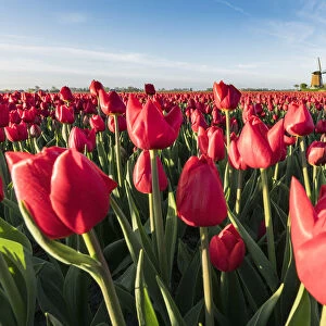 Field of red tulips and windmill on the background. Koggenland, North Holland province