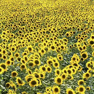 Field of Sunflowers, Provence, France