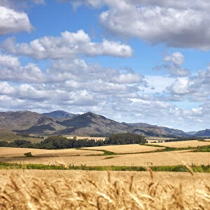 A field of wheat in the hills of Sierra de la Ventana, Argentina