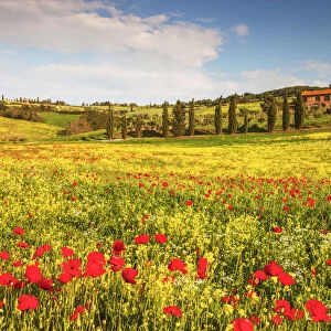 Field of Wildflowers & Villa, Tuscany, Italy