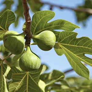 Fig tree, Sicily, Italy