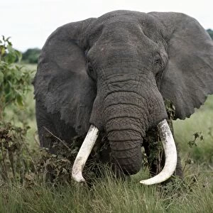 A fine bull elephant, Ngorongoro Crater