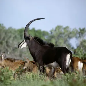 A fine bull sable antelope with chesnut-brown females