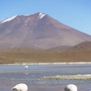 Flamingoes at Laguna Adeyonda on Altiplano, Potosi Department, Bolivia