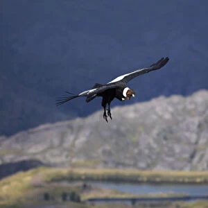 The flight of an Andean Condor in the skyes of Cordoba, Valle de los Lisos, Los Gigantes, Argentina